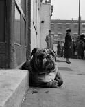 Lazy Bulldog at Camden Town-John Gay-Art Print