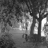 Nightshoot of Park with Trees, London, c.1940-John Gay-Giclee Print