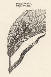 Sugar Cane, 1597-John Gerard-Giclee Print