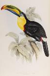 Tropical Parrots I-John Gould-Art Print