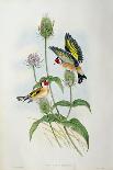 Goldfinch (Carduelis Elegans)-John Gould and H.C. Richter-Premier Image Canvas