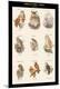 Premium Giclee Print