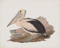 Gould Pheasants I-John Gould-Art Print