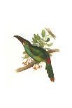 Gould Hummingbird II-John Gould-Art Print