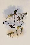 European Goldfinch (Carduelis Carduelis Caniceps)-John Gould-Giclee Print