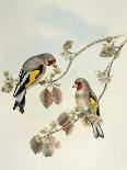 Tropical Parrots I-John Gould-Art Print
