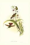 Ecuador Racket-Tail, Spathura Solstitialis-John Gould-Giclee Print