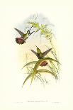 Ecuador Racket-Tail, Spathura Solstitialis-John Gould-Giclee Print