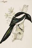 Ecuador Racket-Tail, Spathura Solstitialis-John Gould-Giclee Print