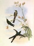 Hummingbird I-John Gould-Art Print