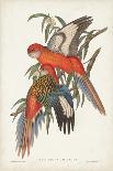 Gould Hummingbird II-John Gould-Art Print
