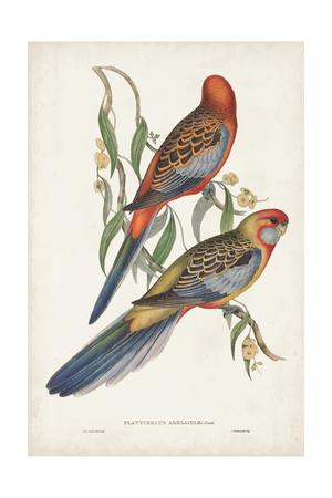John Gould Reproductions Fine Art Print Sword-billed Hummingbird