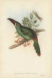 Ecuador Racket-Tail, Spathura Solstitialis-John Gould-Giclee Print