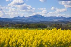 View of Perthshire Mountains and Rape field (Brassica napus) in foreground, Scotland, United Kingdo-John Guidi-Photographic Print