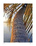 Sunset Palm Islamorada-John Gynell-Giclee Print