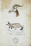 White Rhino and African Rhino, C.1860-John Hanning Speke-Giclee Print