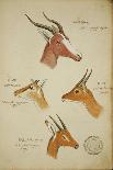 Seven Antelopes/Gazelles, C.1863-John Hanning Speke-Giclee Print