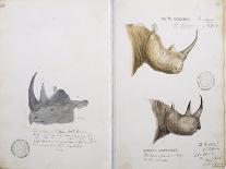 White Rhino and African Rhino, C.1860-John Hanning Speke-Giclee Print
