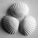 Clam Sea Shell-John Harper-Giclee Print