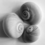 Clam Sea Shell-John Harper-Framed Giclee Print