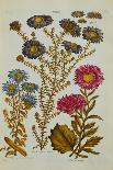 The Vegetable System: Aster-John Hill-Giclee Print