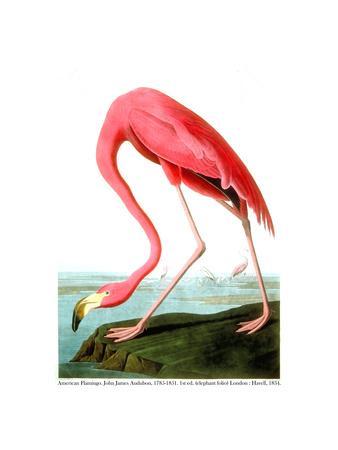 Flamingo Wall Art: Prints, Paintings & Posters