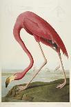 Great Blue Heron-John James Audubon-Art Print
