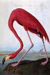 Cardinal Grosbeak-John James Audubon-Art Print