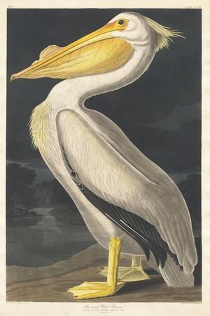 Nautical Pelican Bird Beak Animals & Insects Painting Jet Black Framed Art  Print Wall Art 