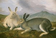 Arctic Hare, c.1841-John James Audubon-Giclee Print