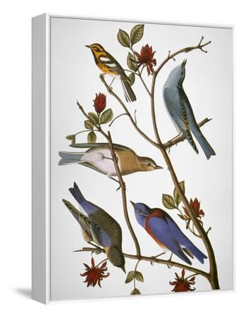 john-james-audubon-audubon-