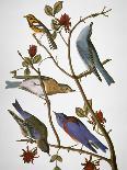 Audubon: Little Blue Heron-John James Audubon-Premium Giclee Print