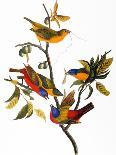 Snowy Heron-John James Audubon-Art Print