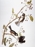 Roseate Spoonbill, Platalea Leucorodia, from 'The Birds of America', 1836-John James Audubon-Framed Giclee Print