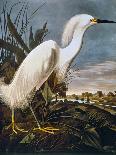 Audubon: Tanager-John James Audubon-Giclee Print