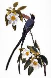 Audubon: Chickadee-John James Audubon-Giclee Print