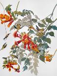Audubon: Hummingbird-John James Audubon-Giclee Print