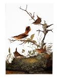 Mango Hummingbird-John James Audubon-Art Print