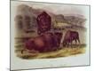 Premium Giclee Print