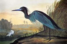 Blue Crane or Heron-John James Audubon-Giclee Print
