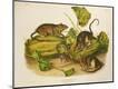 Giclee Print