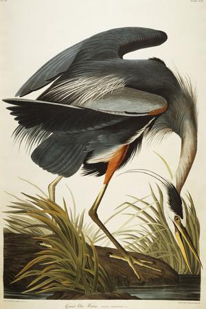 Great Blue Heron by John James Audubon, 12 x 16 in