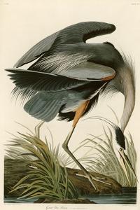 Great Blue Heron by John James Audubon