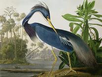 Great Blue Heron-John James Audubon-Art Print