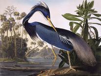 Pileated Woodpecker-John James Audubon-Art Print