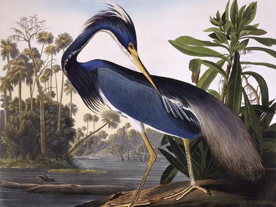 john-james-audubon-louisiana-heron_u-l-ps97pa0.jpg