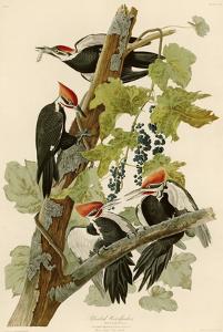 Pileated Woodpecker by John James Audubon