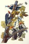 Roseate Spoonbill, Platalea Leucorodia, from 'The Birds of America', 1836-John James Audubon-Giclee Print