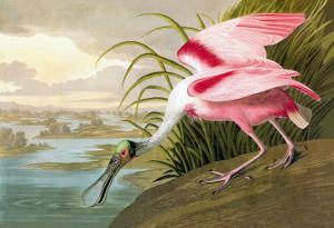 Roseate Spoonbill by John James Audubon
