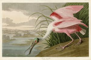 Roseate Spoonbill by John James Audubon